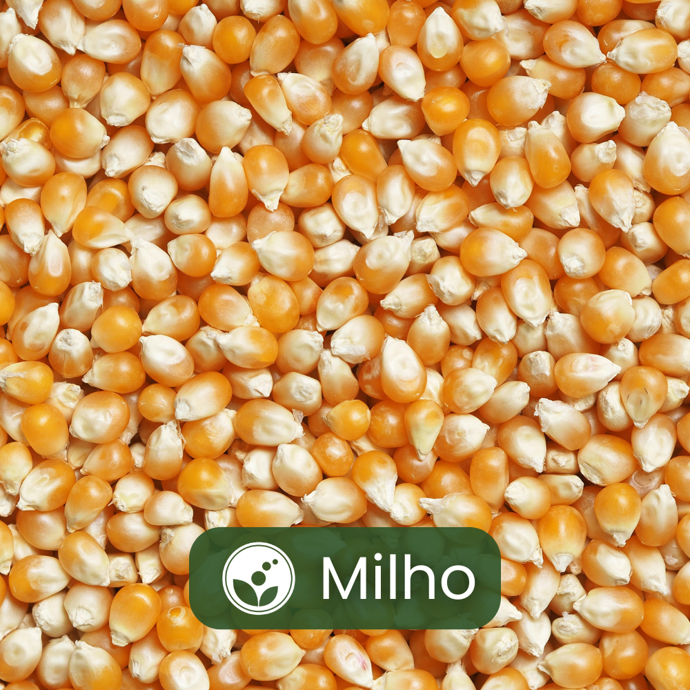 Grãos de milho