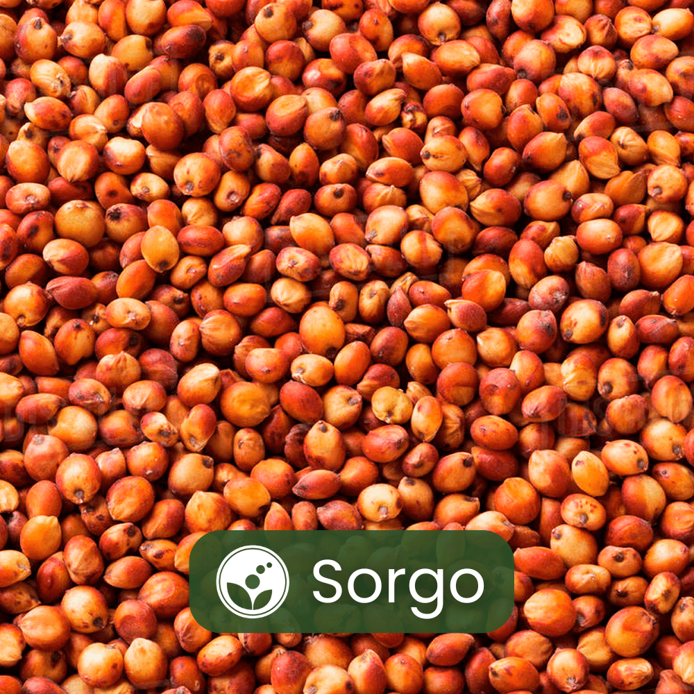 Grãos de sorgo