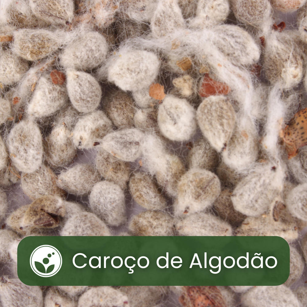 Caroço de Algodão